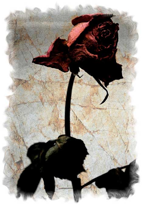Any Occasion Card